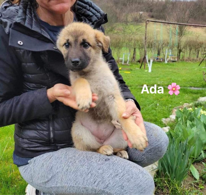 Ada